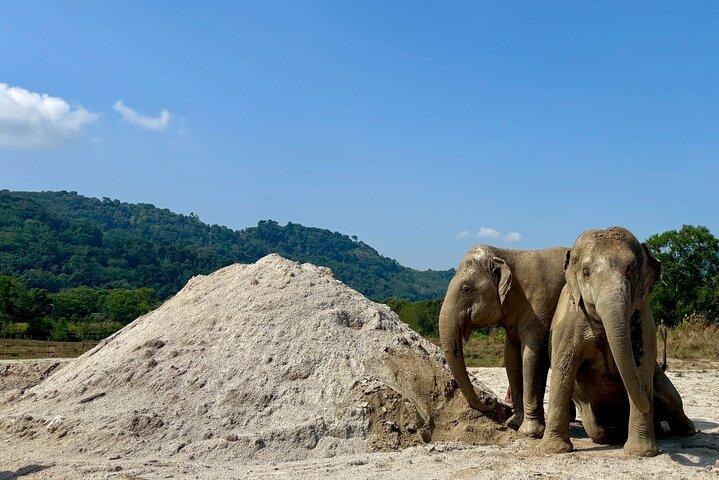 Phuket: Elephant Nature Walk - Excursão guiada com transporte