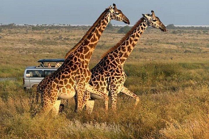 ナイロビ発4WDによる3日間マサイマラグループサファリ