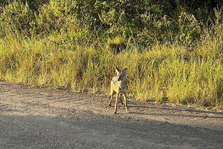 ナイロビ発4WDによる3日間マサイマラグループサファリ