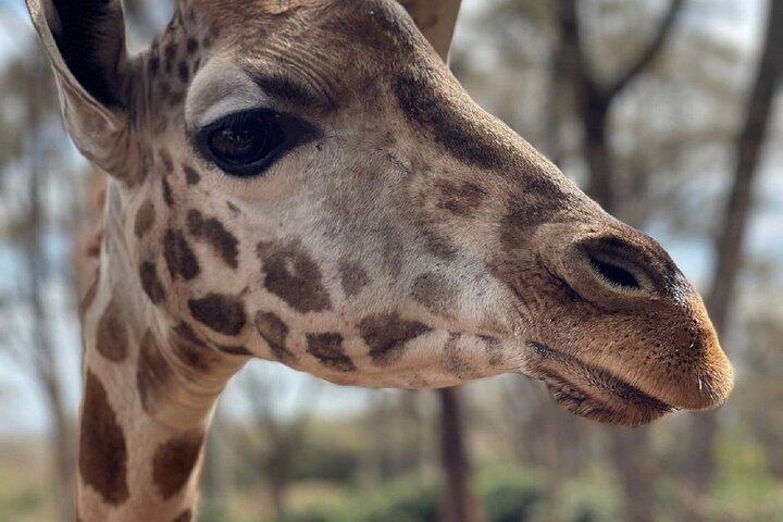 Nairobi : Museo Karen Blixen, Giraffe Center e tour delle perle di Kobe