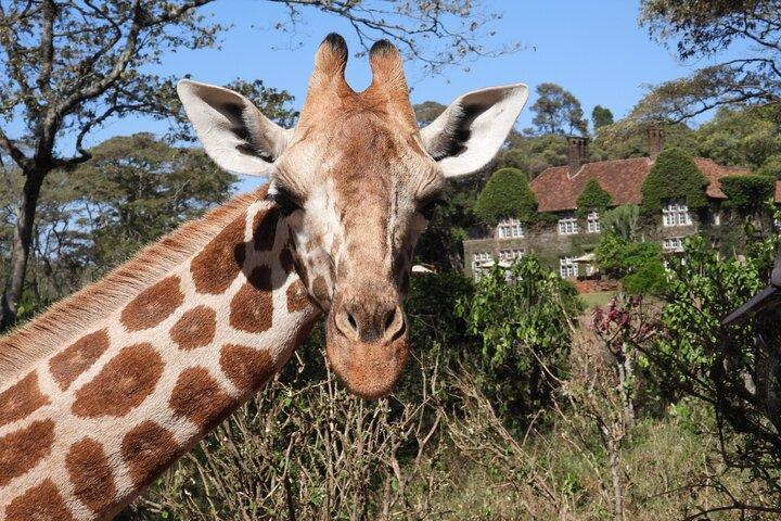 Kenya Natur og vilde dyr Multi Day Tour