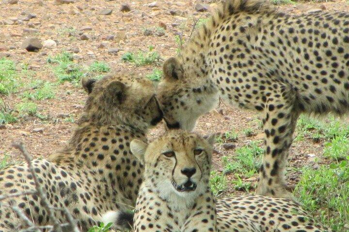 Safari por el cráter Tarangire y Ngorongoro desde Zanzíbar