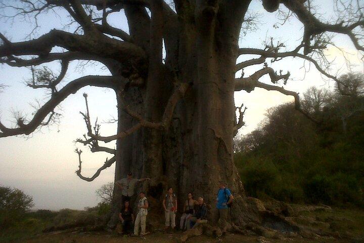Safari por el cráter Tarangire y Ngorongoro desde Zanzíbar