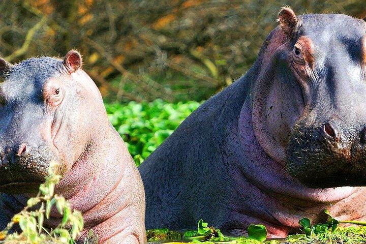 ヘルズゲートとナイバシャ湖ガイド付き日帰り旅行
