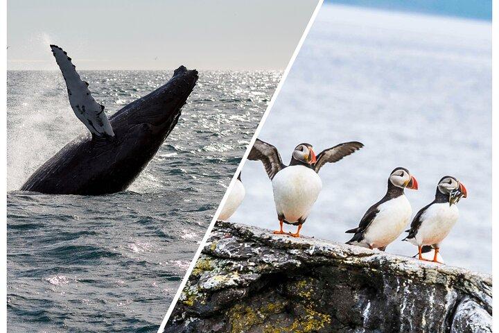 Wilde walvissen spotten en papegaaiduikers tour in Reykjavik