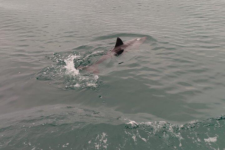 Cape Town Ocean Safari 1 Hour