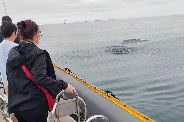 Cape Town Ocean Safari 1 Hour