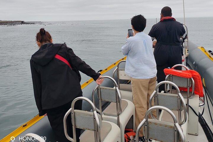 Cape Town Ocean Safari 1 Hour
