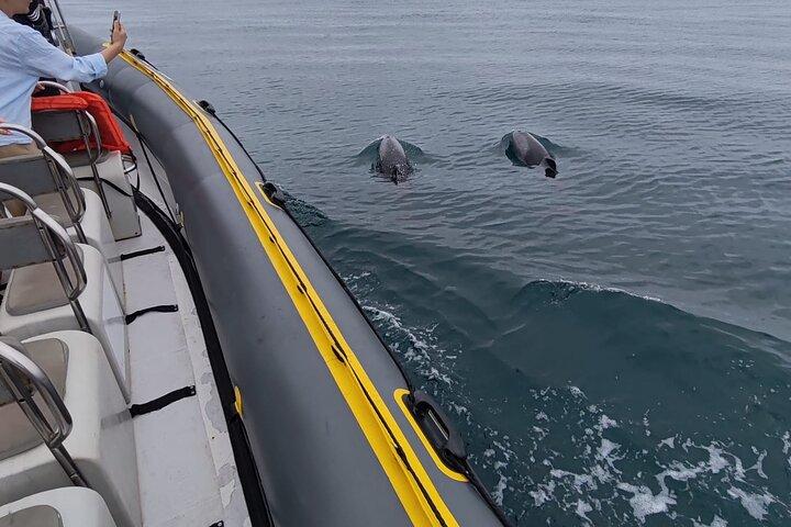 Cape Town Ocean Safari 1 Hour