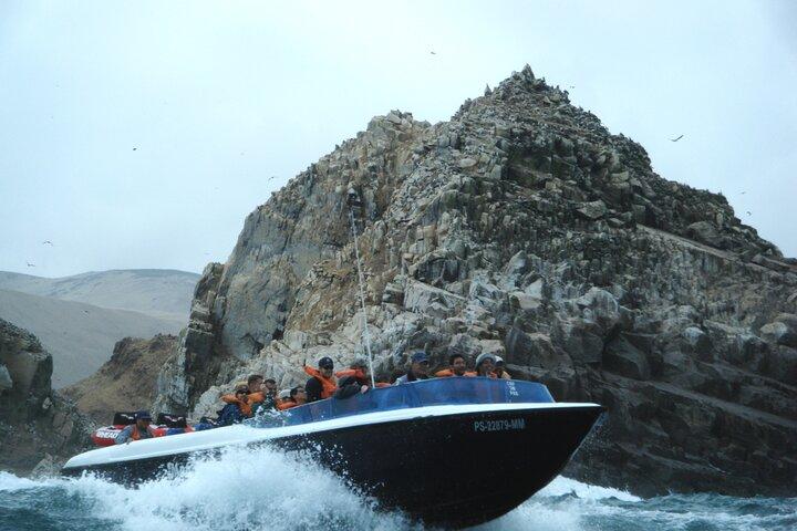 Palomino Islands Sea Lion Swimming Tour