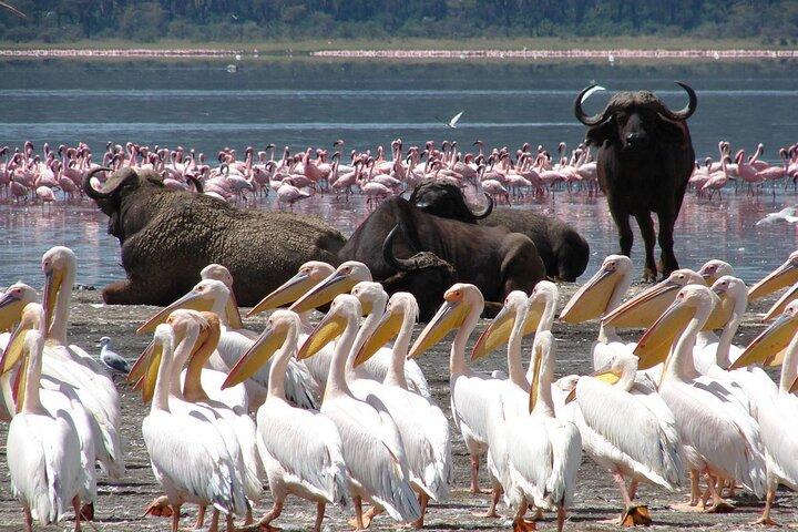 Visite guidée du lac Naivasha et du lac Nakuru