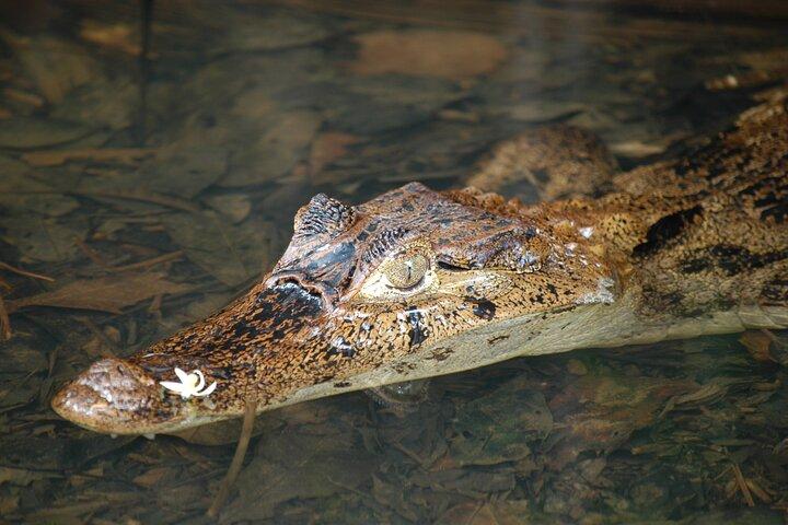 Manu National Park Tour 4 Days of Nature Wildlife and Adventure