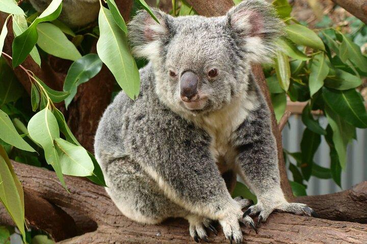 Small-Group Murray River Adventure - Paddle Steamer & Wildlife