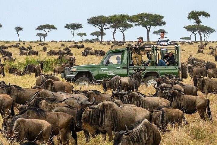 Safari di 5 giorni Maasai Mara e Ol Pejeta Conservancy su jeep 4WD