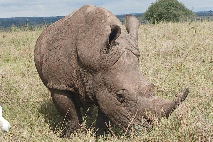 ナイロビ国立公園とキリン センターのガイド付きサファリ ツアー