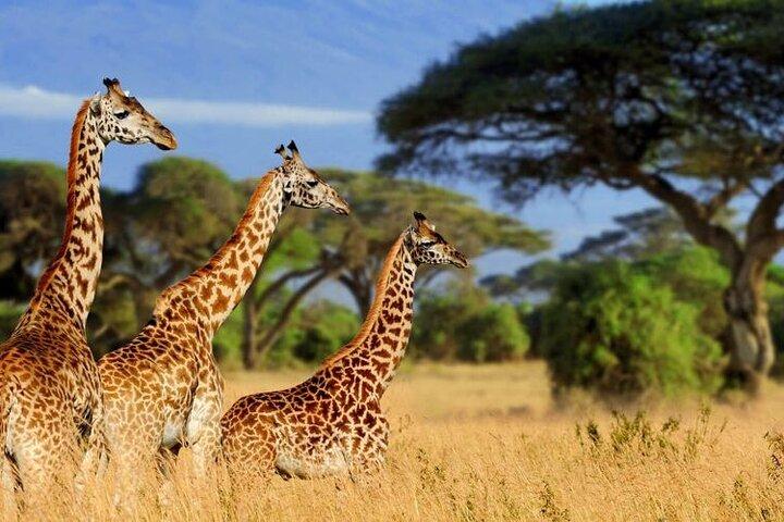 Full Day Group Joining Tsavo East National Park from Mombas Habor