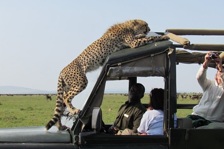 Lake Nakuru, Naivasha and Masai Mara Private Safari Tour