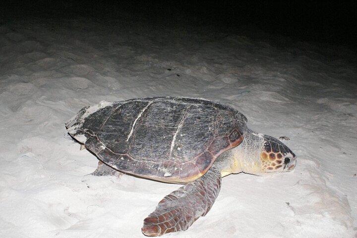 Boa vista Schildkrötenbeobachtung mit lokalen Guides