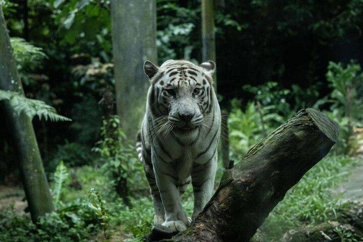 Paseo nocturno en tranvía por Singapur y zoológico opcional o maravillas del río