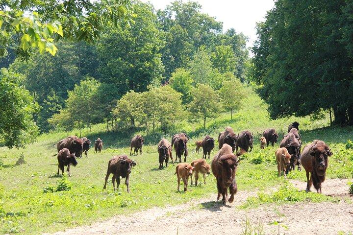 Excursão ao Buffalo Creek Ranch