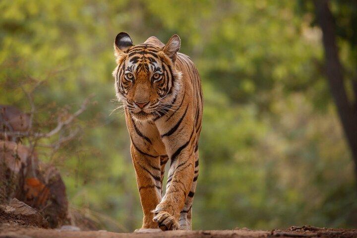 Dagstur från Jaipur till Ranthambore Safari
