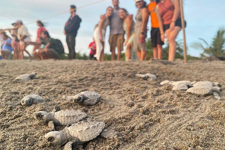 キャンプ・トルトゥゲーロでのウミガメの放流