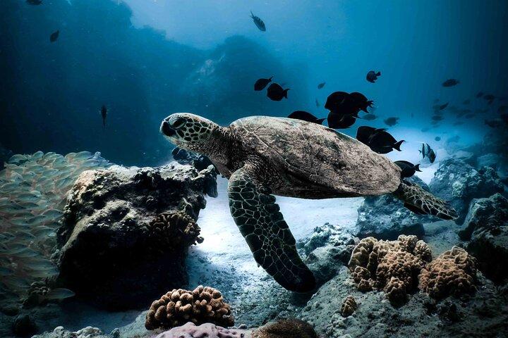 Marine Wildlife Snorkel Tour Sharks Shipwreck