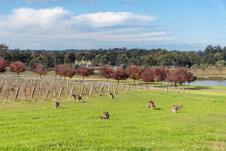 Luxus Hunter Valley Weintour mit Fine Dining | Von Sydney CBD