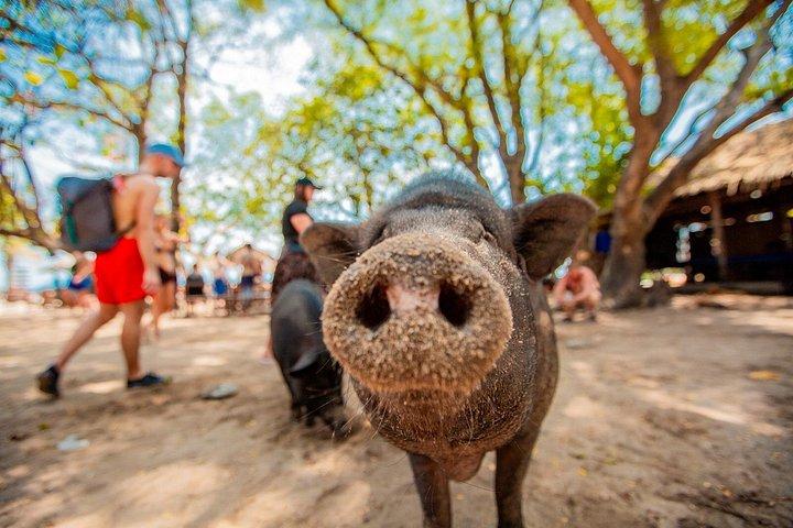 サムイ島発スピードボートで行くピッグ島とタン島シュノーケリング