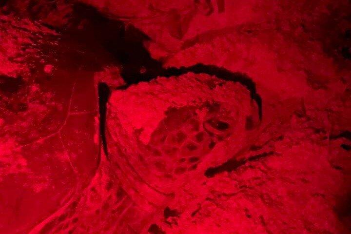 Schildpadverhalen van Pulau Banyak