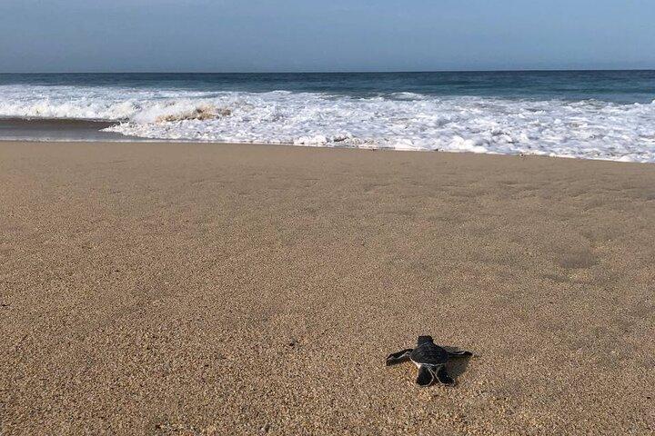 Turtle Tales of Pulau Banyak