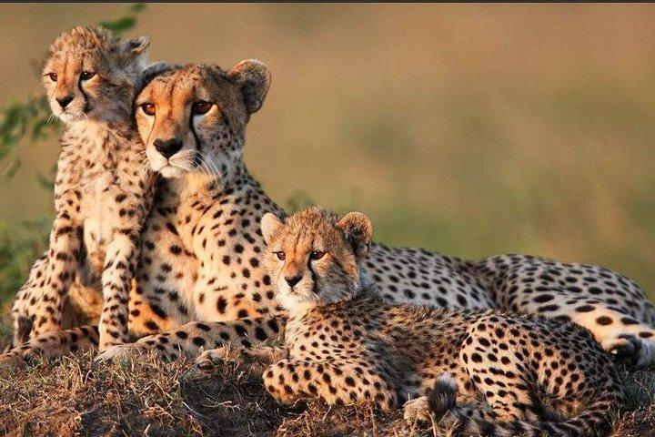 ケニア野生動物プライベートサファリ10日間
