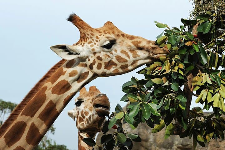 Cape Town Giraffe House, Cheetah Encounter and Wine Tasting Tour.