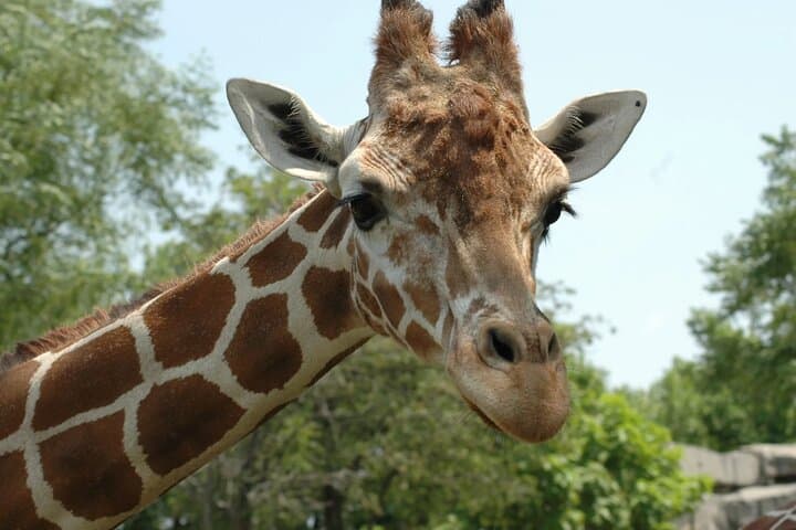 Cape Town Giraffe House, Cheetah Encounter and Wine Tasting Tour.
