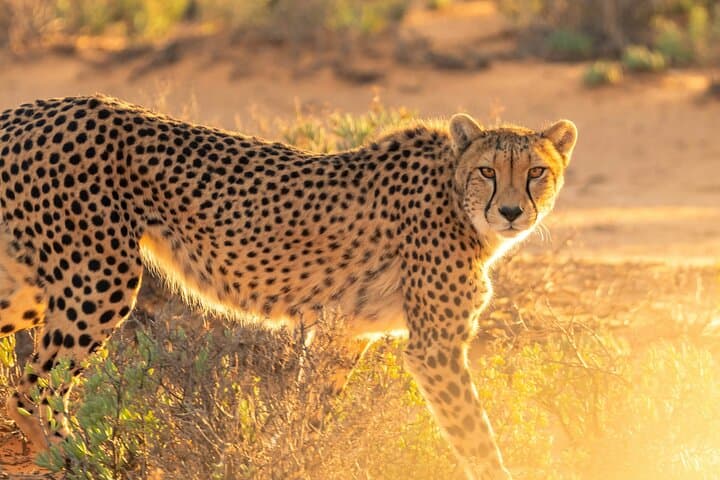 Cape Town Giraffe House, Cheetah Encounter and Wine Tasting Tour.