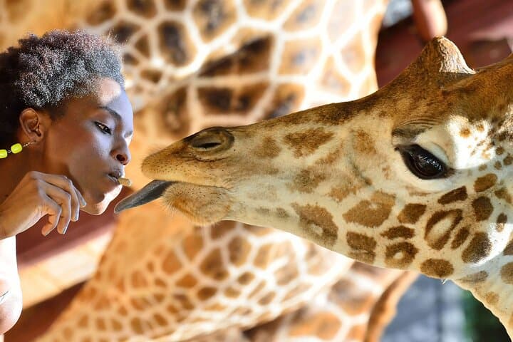 Nairobi Giraffe Centre Wildlife Encounter