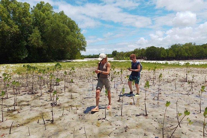 Sunset Mangrove Canoe Tour with Coconut Drink
