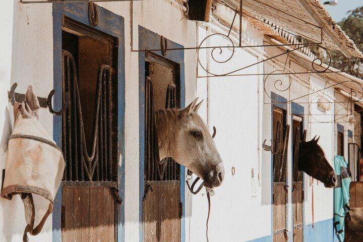 Da Albufeira: Tour a cavallo con pick-up