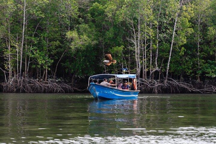 Langkawi 3-stündige Kilim River Mangrove Tour mit Boot und Mittagessen