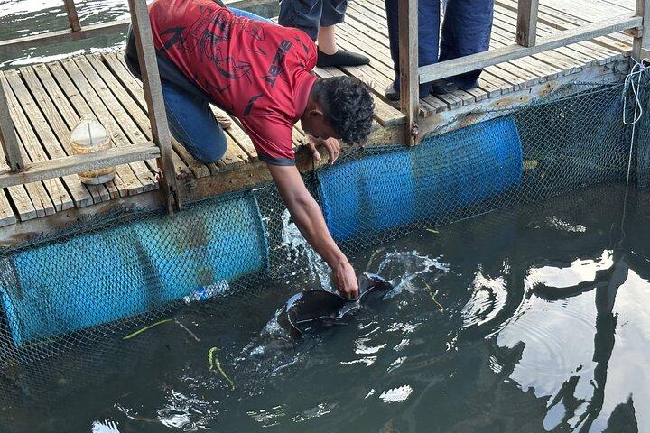 ランカウイ島3時間キリム川マングローブツアー（ランチ付き）