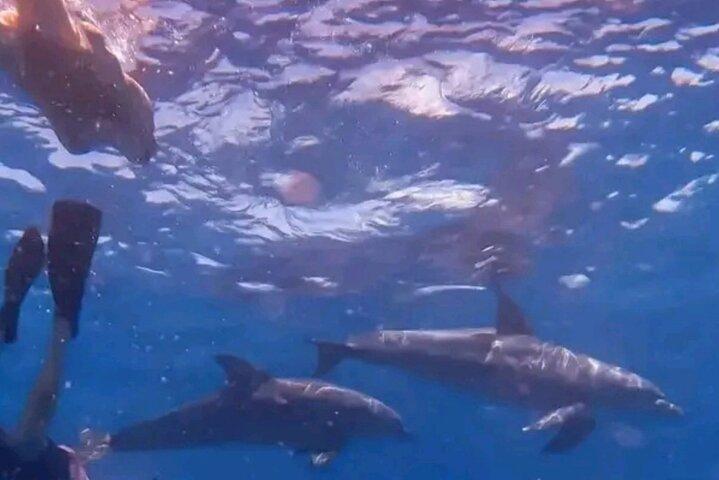 Mnemba Island Dolphins observação e snorkeling