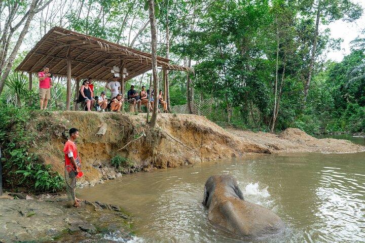 ガイド付き少人数ツアー、送迎付き カオラック象の保護区