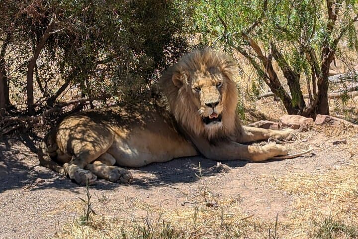 Aquila Game Reserve Afternoon Safari Private Tour