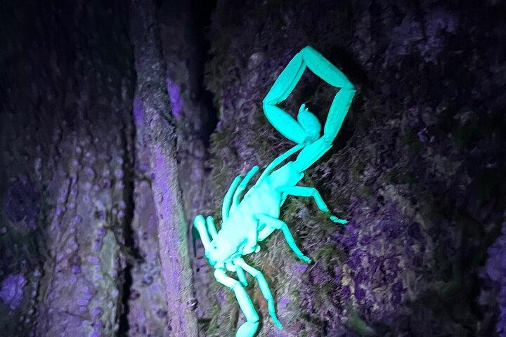 Monteverde Night Walk Tour