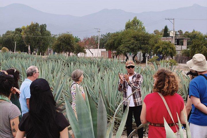 Hierve el Agua、Tule Tree、Mitla、Mezcal 蒸留所ツアー