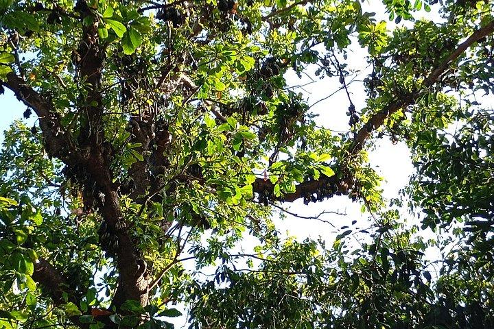 Maputo Attractive Walking Tours