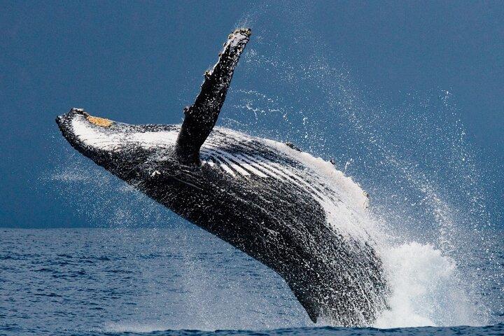 Ketchikan Ultieme walvissen spotten, Wilde dieren en wilde dieren dineren