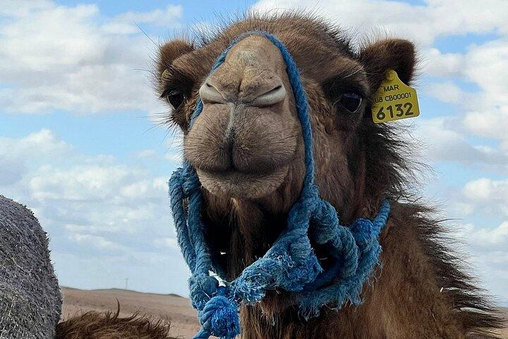 Agafay Desert Experience: Pure Moroccan Magic