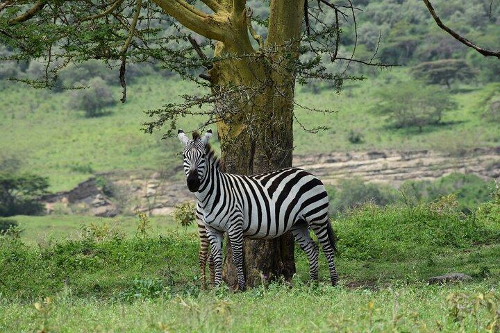 Planlæg din 7-dages Maasai Mara til Amboseli eventyr
