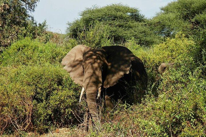 Planlæg din 7-dages Maasai Mara til Amboseli eventyr